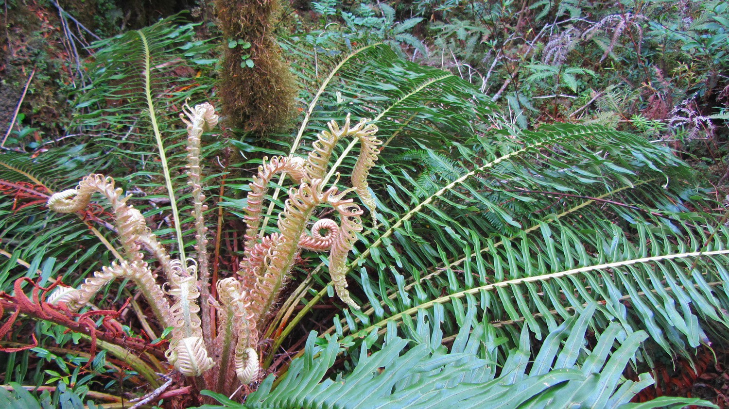 Large plant in the cold rainforest of the Parque Pumalin